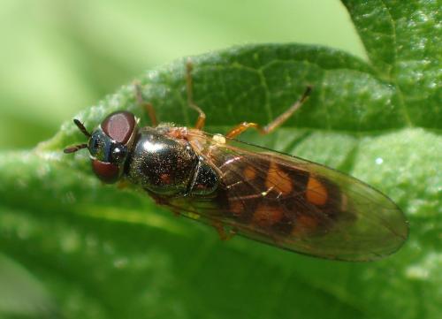 Melanostoma mellinum
